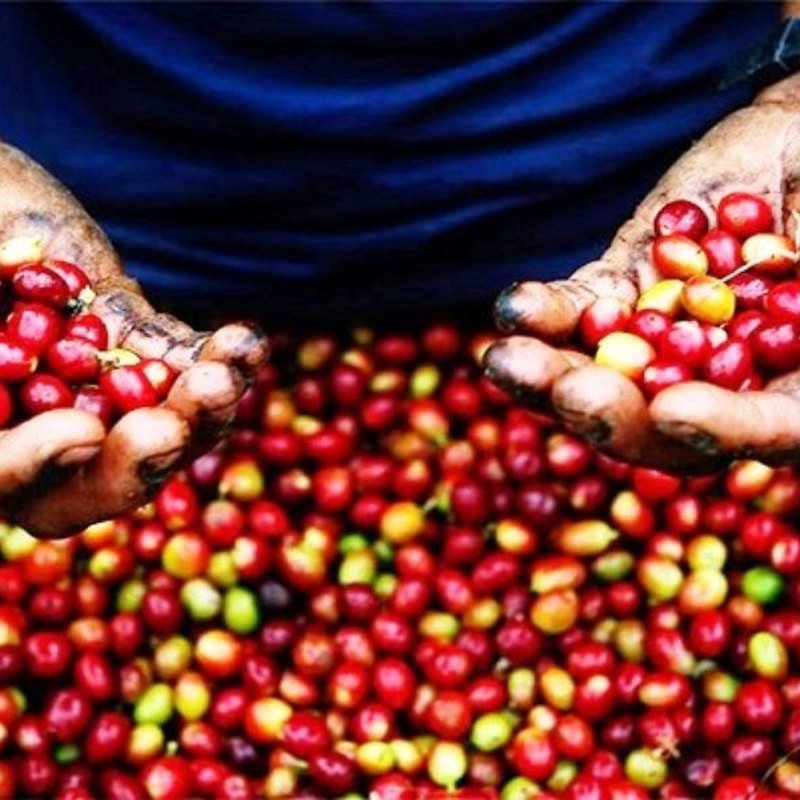 Cerezas de café recién recolectadas