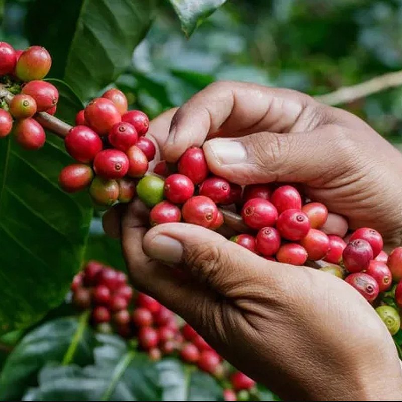 Cosecha a mano de cerezas de café