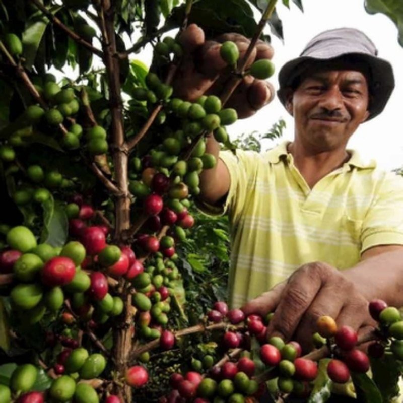 Productor salvadoreño cosechando café