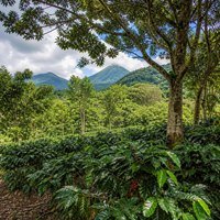 Agroforestal
