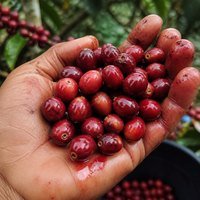 Cereza