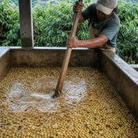 Fermentación