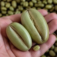 Maragogipe