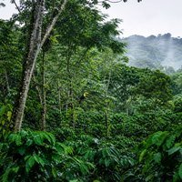 Rainforest Alliance