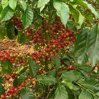 Robusta