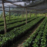 Vivero