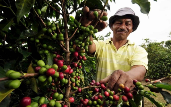 Productor en un cafetal de El Salvador