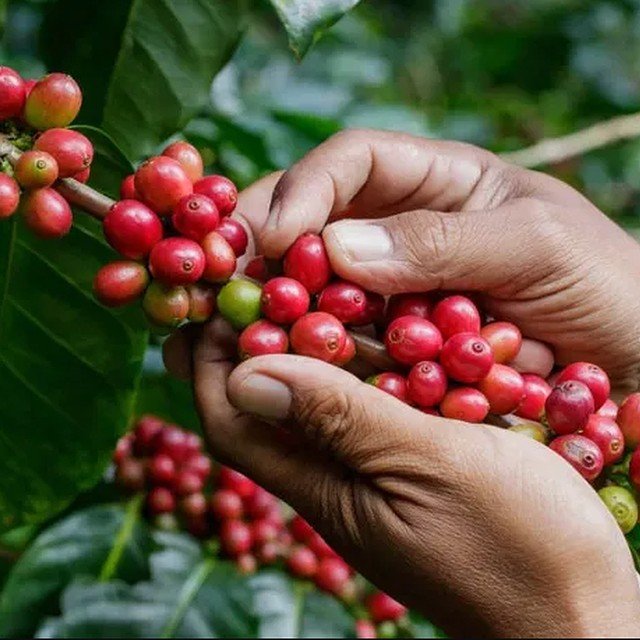 Cosecha selectiva de cerezas maduras a mano