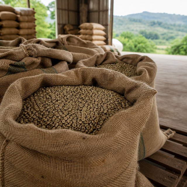 Café verde listo para exportación