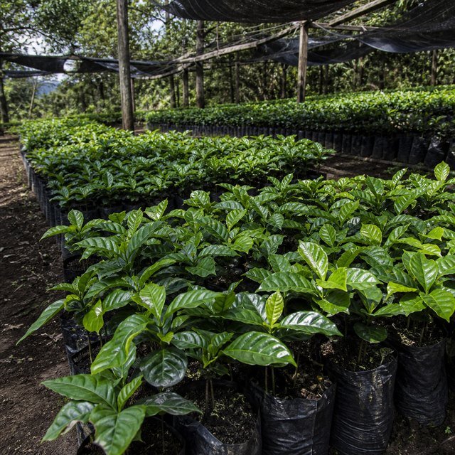 Vivero de plántulas de café