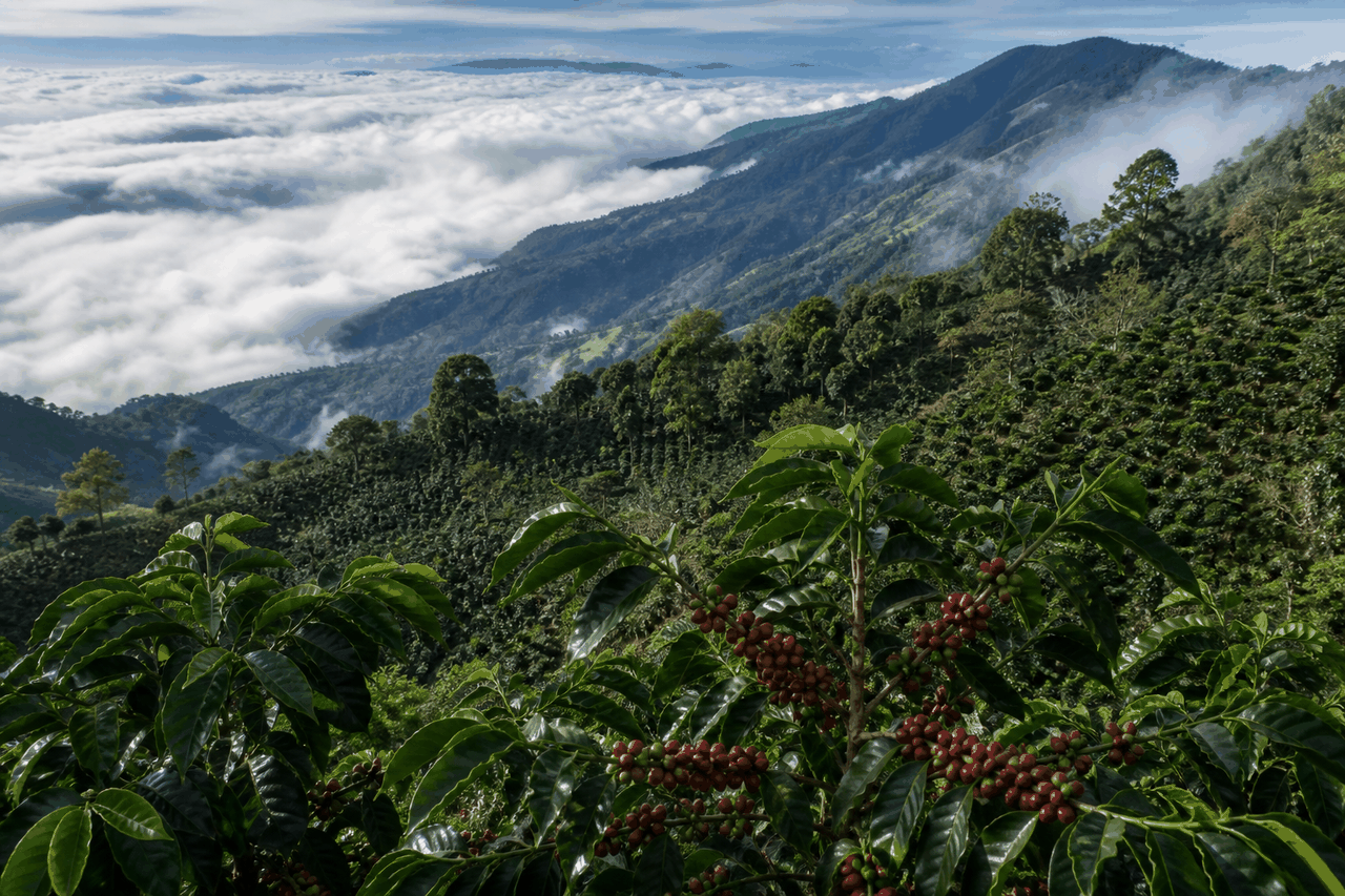 92 points in Chalatenango: La Bendición puts honey Pacamara at the summit