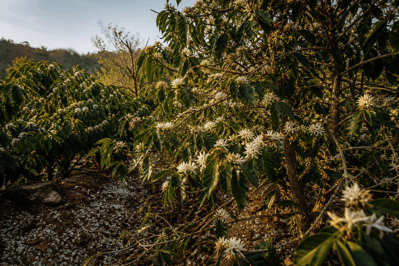 When the harvest falls, the argument for quality rises