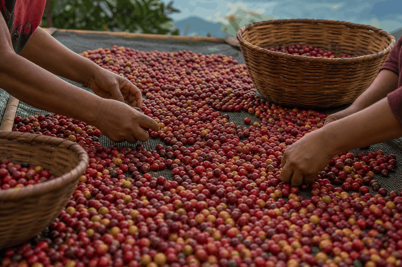 645 Mitgliederinnen, sechs Regionen: die Frauen, die bereits eine Landkarte des Kaffees sind