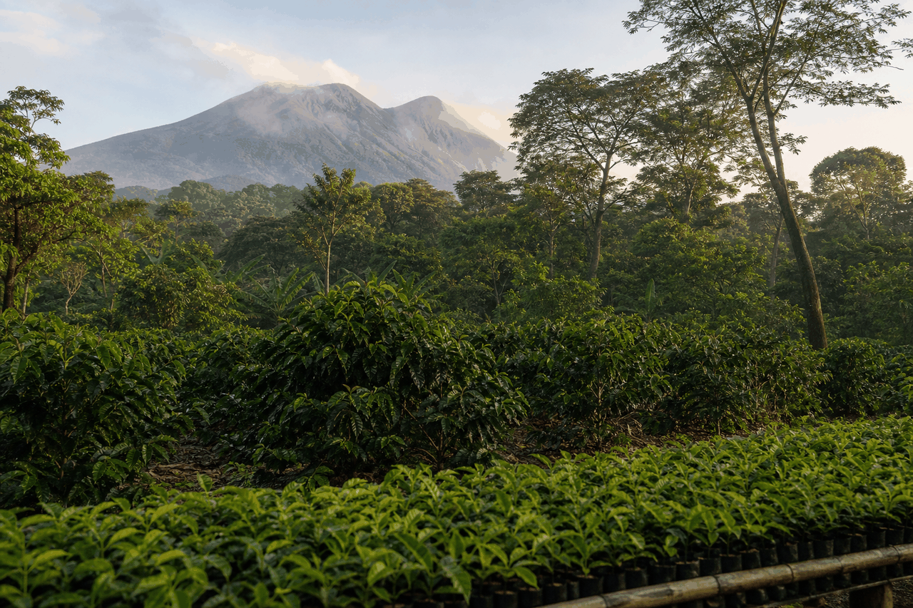 Das MAG und der Kaffeewald: Pflanzen erneuern, die Landschaft pflegen, die Tasse heben