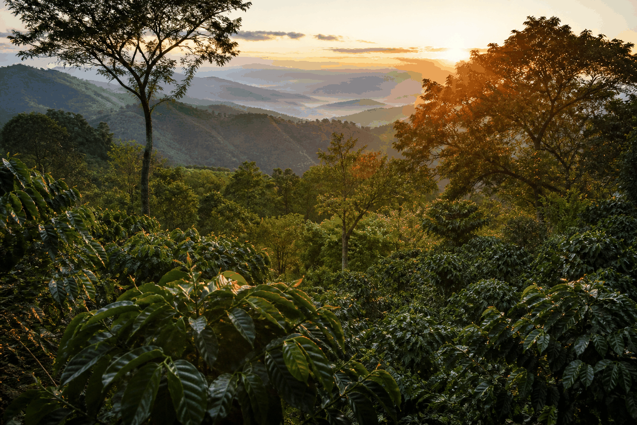 BANDESAL y el FICAFE: financiar el bosque para que el café siga en la taza