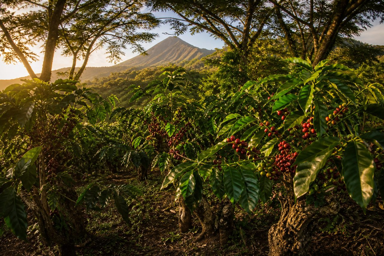 Bourbon, el cimiento: por qué el clásico salvadoreño sigue siendo el plato principal