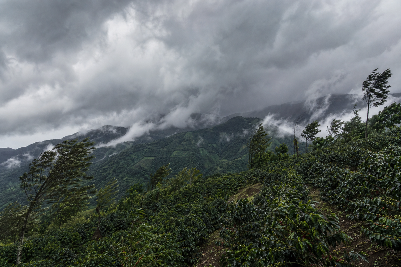 Eta and Iota: the hurricanes that closed the 2020-2021 harvest