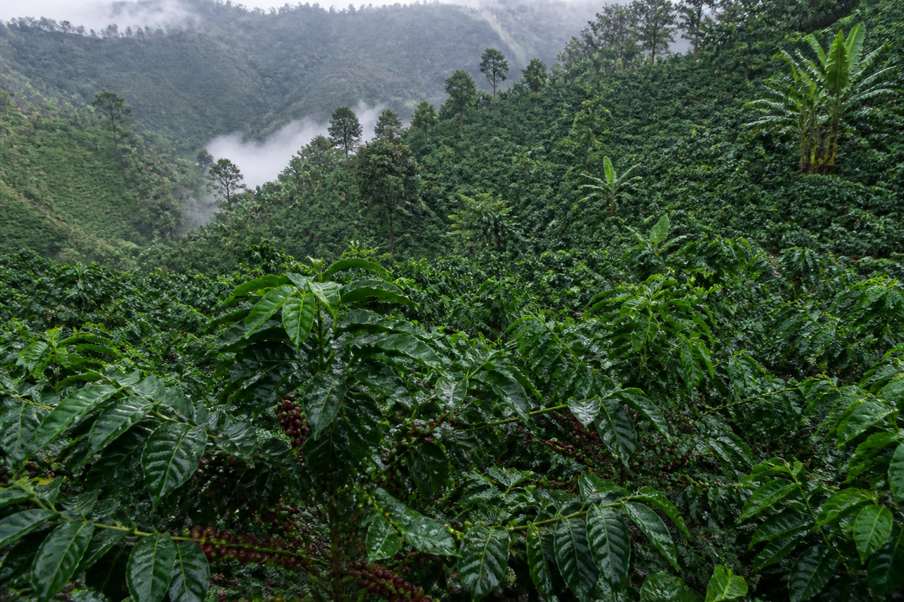Honduras, el vecino del volumen; El Salvador, el origen boutique